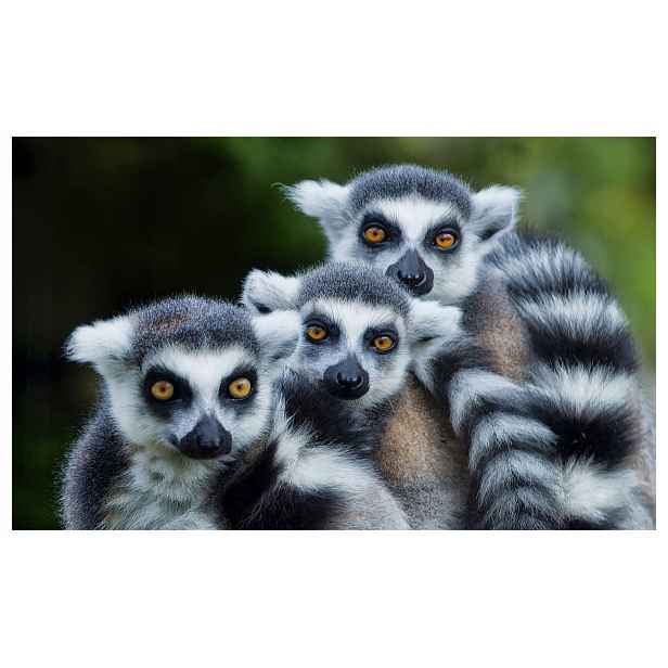 Fototapeta flizelina Lemury z Madagaskaru v zeleném etno stylu 312x219 lepidlo