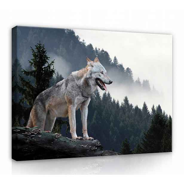 Obraz Na Plátně Canvas 120x80 Vlk Hory Les
