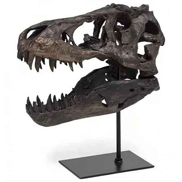 T-rex Lebka Dekorativní Figurka Z Pryskyřice Dekorace Model Dinosaurus