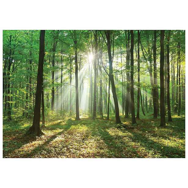Fototapeta Sluneční les Lesní ráno Krajina zelená 250x175 lepidlo