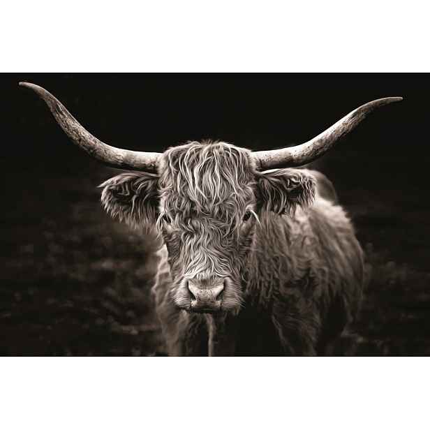 Obraz na plátně Skotská kráva, 118x78 cm