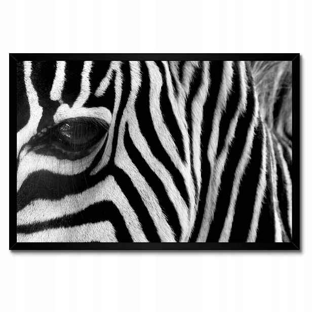Plakáty v rámu 60x40 Černobílé pruhy Zebra