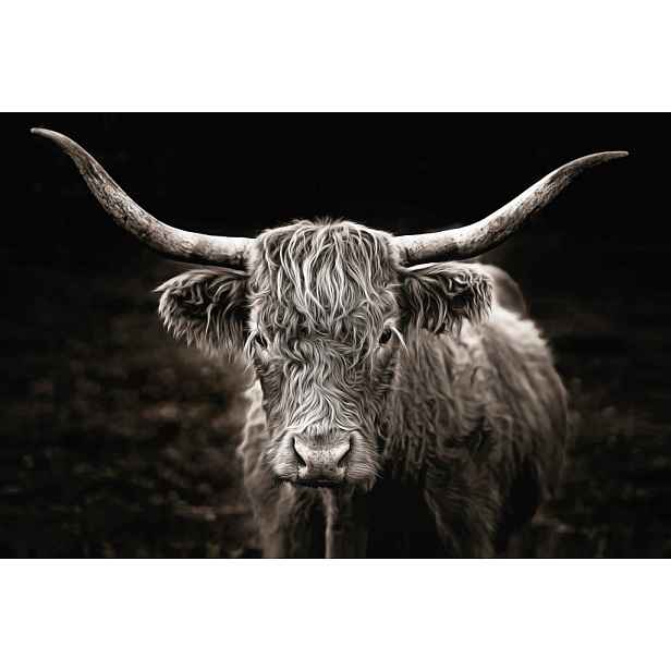 Obraz na plátně Skotská kráva, 90x60 cm
