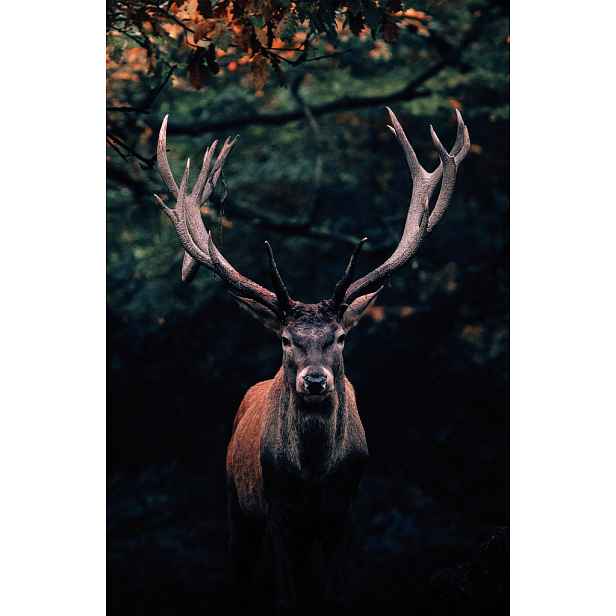 Obraz na plátně Jelen v lese, 78x118 cm