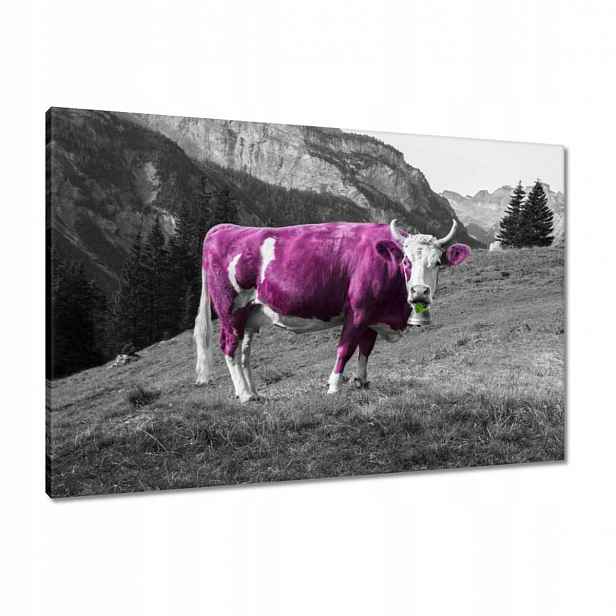 Obrazy 90x60 Fialová kráva Emilka