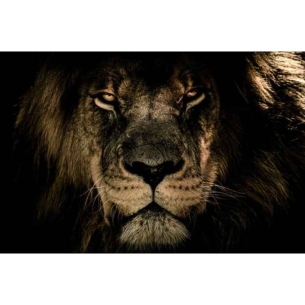 Obraz na plátně V očích lva, 118x78 cm