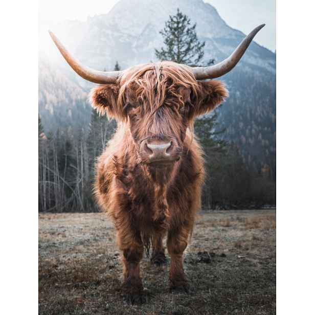 Obraz na plátně Skotská kráva, 46x61 cm