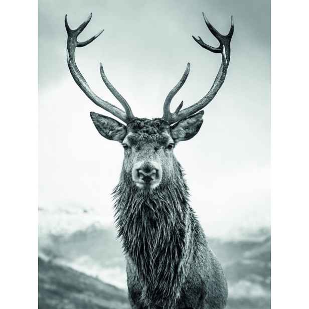 Obraz na plátně Jelen 46x61 cm, černobílý