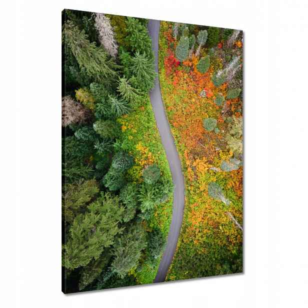Obrazy 60x80 Cesta Les Podzim