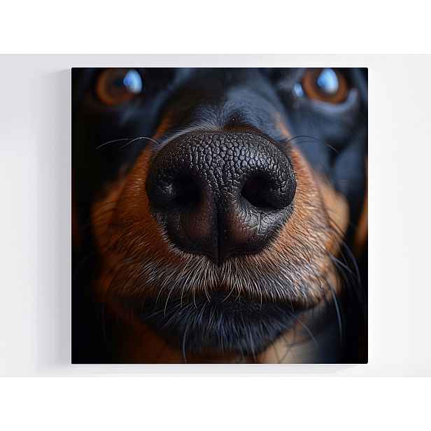 Obraz Na Plátně Canvas Fotografie Makro Příroda Portrét Pes Nos 50x50