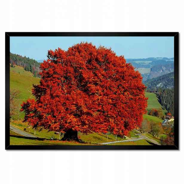 Plakáty v rámu 60x40 Červený osamělý strom