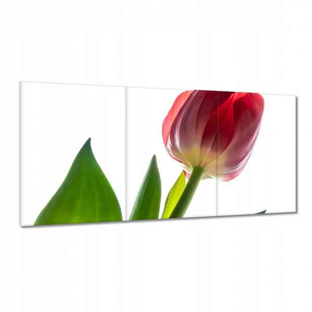 Obrazy 180x90 Červený tulipán Květina