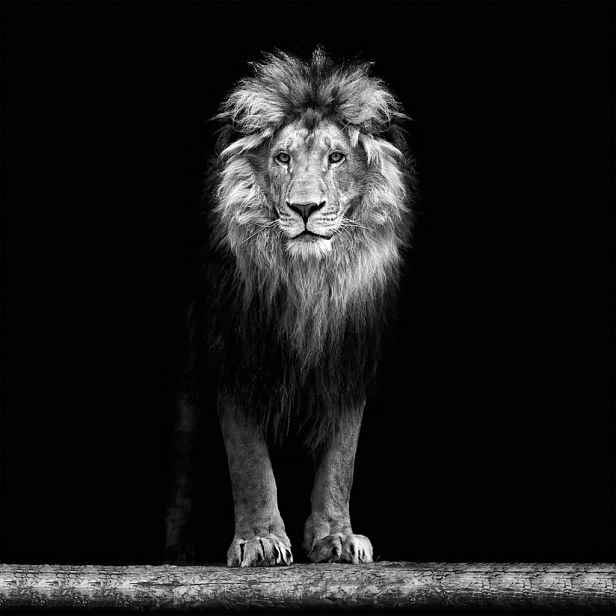 Obraz na zeď Lev, 35x35 cm