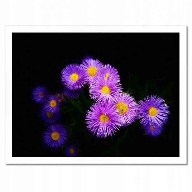 Plakáty v rámu 40x30 Fialové květy aster