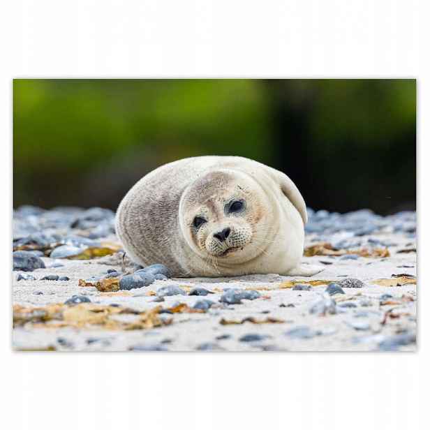 Plakáty 200x135 Zvířata Zvířátka