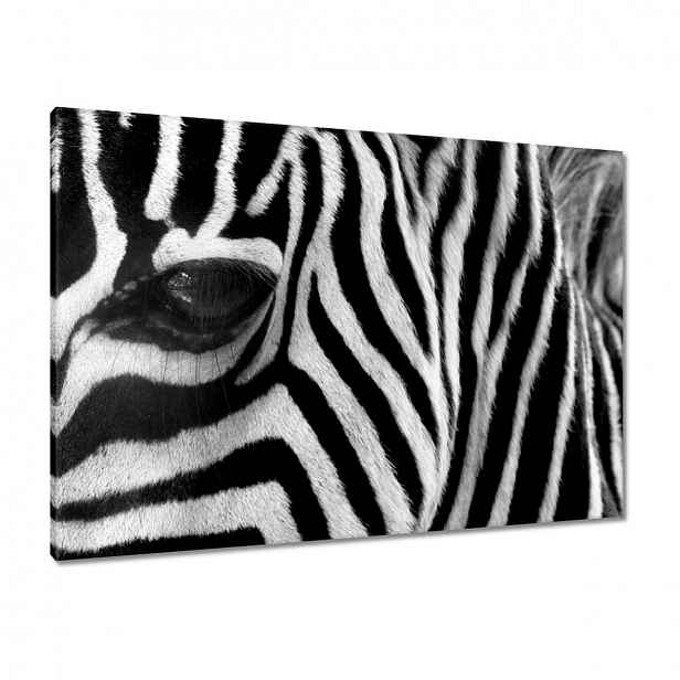 Obrazy 100x70 Černobílé pruhy Zebra