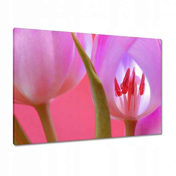 Obrazy 100x70 Růžový tulipán