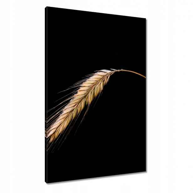 Obrazy 60x90 Klas žito obilí zlaté