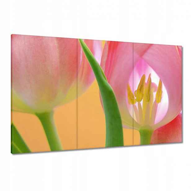 Obrazy 120x80 Růžové tulipány