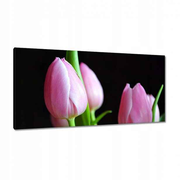 Obrazy 115x55 Fialové tulipány