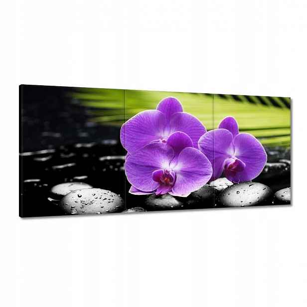Obrazy 150x70 Fialové orchideje