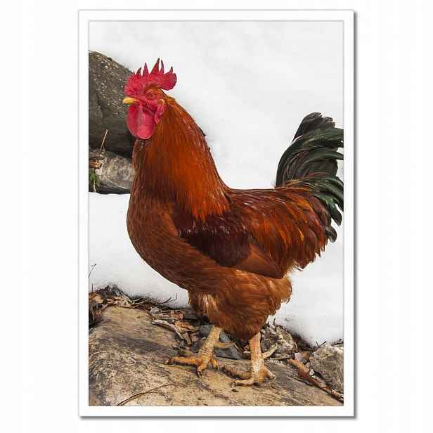 Plakáty v rámu 40x60 Kohout Skutečný bojovník