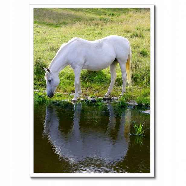 Plakáty v rámu 50x70 Bílý kůň