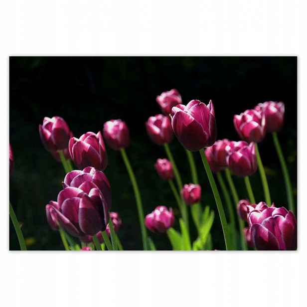 Plakáty 200x135 Fialové tulipány