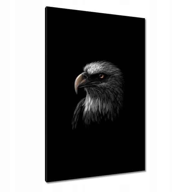 Obrazy 80x120 Orel Bílý pták orli