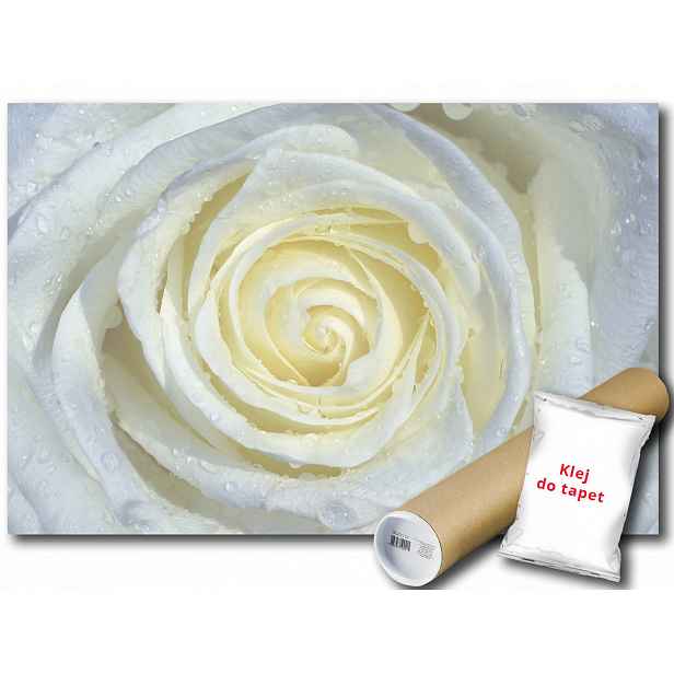 Fototapeta Bílá Růže Rosa 9B V4 254x184 F663