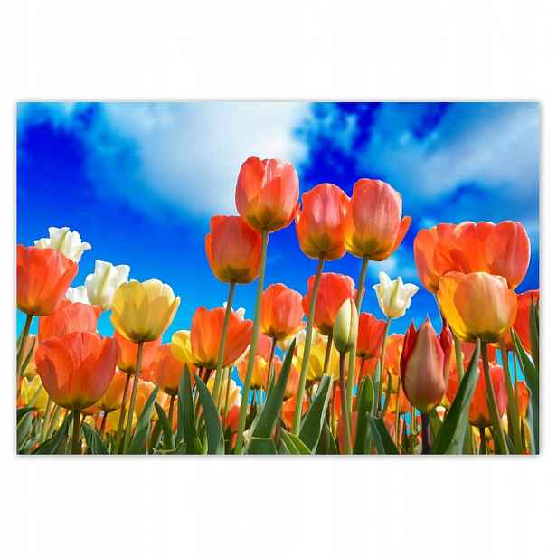 Fototapety 200x135 Barevné tulipány