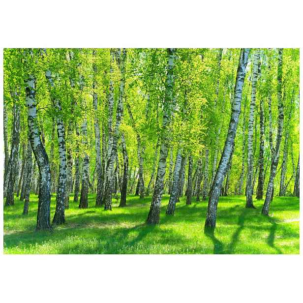 Fototapeta Břízy ve slunném lese, zelený háj, světlo 208x146 lepidlo