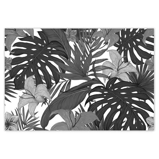 Fototapety 152x104 Černobílá monstera