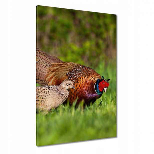 Obrazy 60x90 Rodina bažantů Ptáci