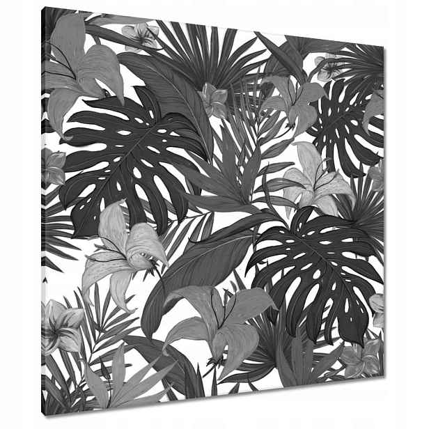 Obrazy 80x80 Černobílá monstera