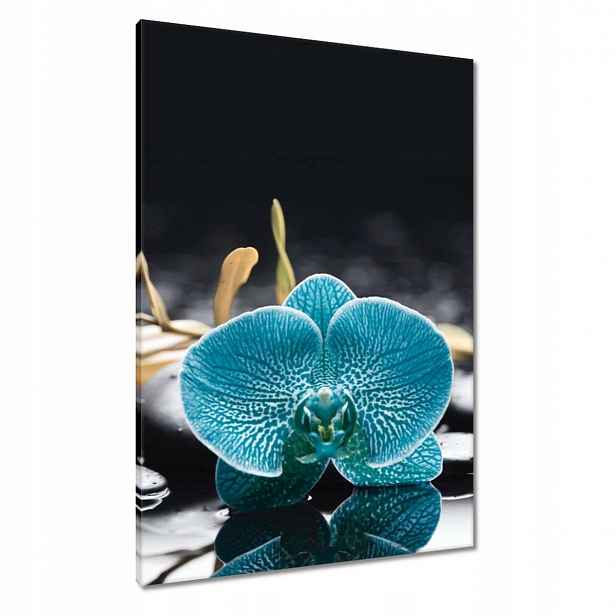 Obrazy 70x100 Tyrkysový orchidej Květina