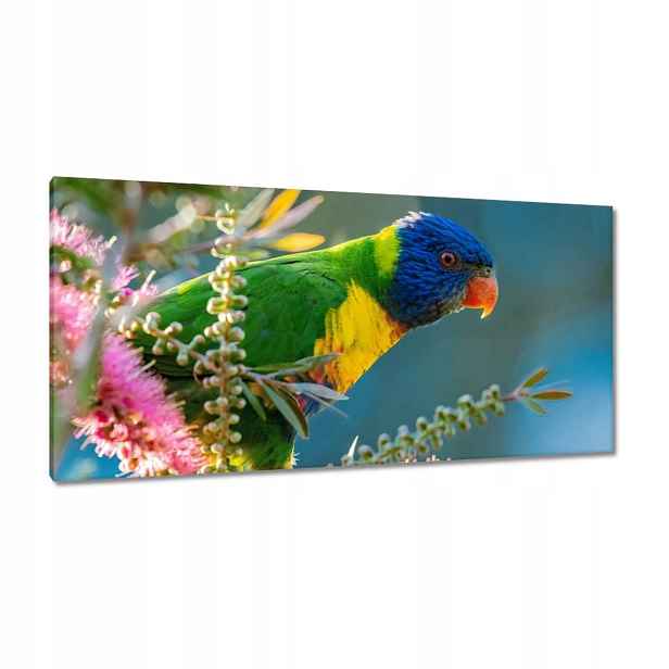 Obrazy 115x55 Papoušci Ptáčci