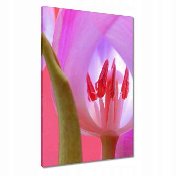 Obrazy 60x90 Růžový tulipán