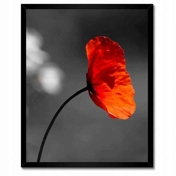 Plakáty v rámu 40x50 Rozkvetlý červený mák