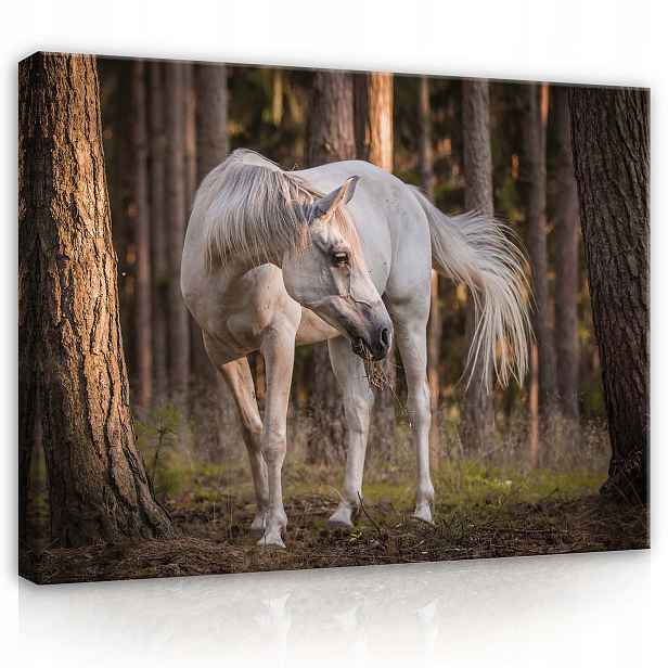 Obraz 80x60 Bílý kůň arabský les příroda klid síla krása