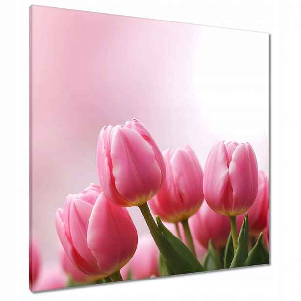 Obrazy 70x70 Růžové tulipány