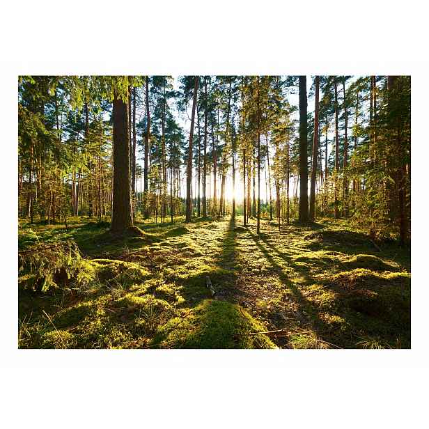 Fototapeta Sluneční Les Stromy Krajina 312x219