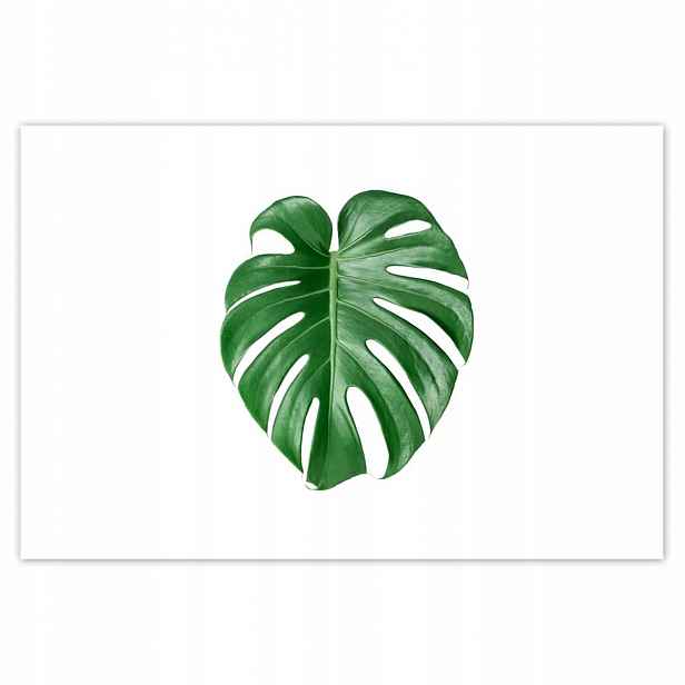 Plakáty 200x135 Monstera děravý list
