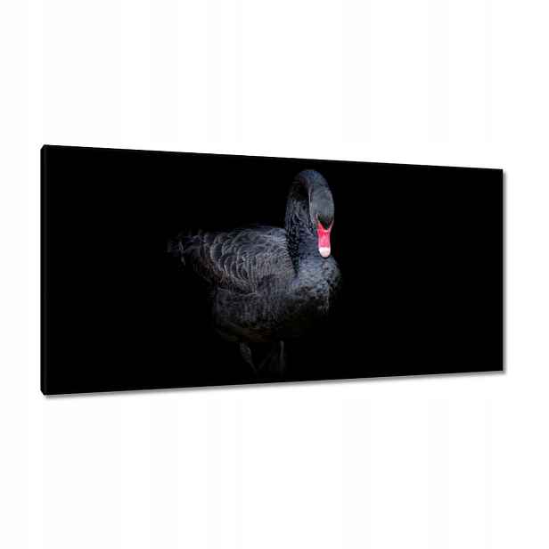 Obrazy 115x55 Krásná černá labuť