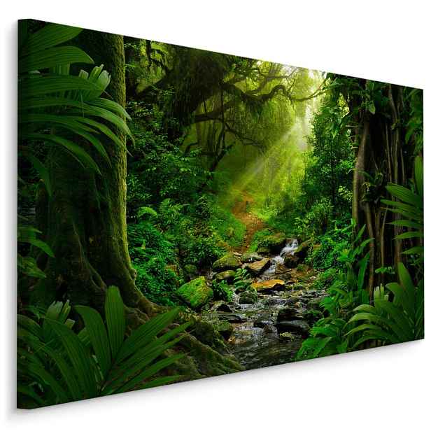 Plátno Deštný Prales Varianta: 30x20