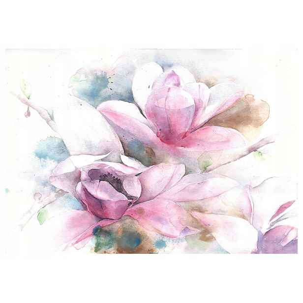 Fototapeta Magnolie bílé růžové vinylové jemnost jara 312x219 lepidlo