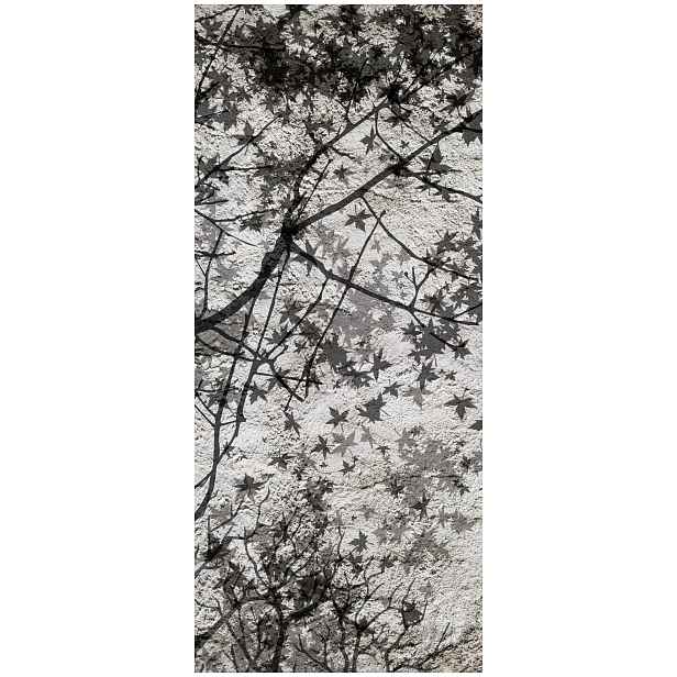 Fototapeta Stín javorových listů šedá textura do obývacího pokoje 91x211 lepidlo