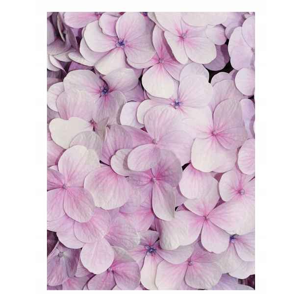 Fototapeta Růžová Hortensie fialová vinylová 184x254 lepidlo