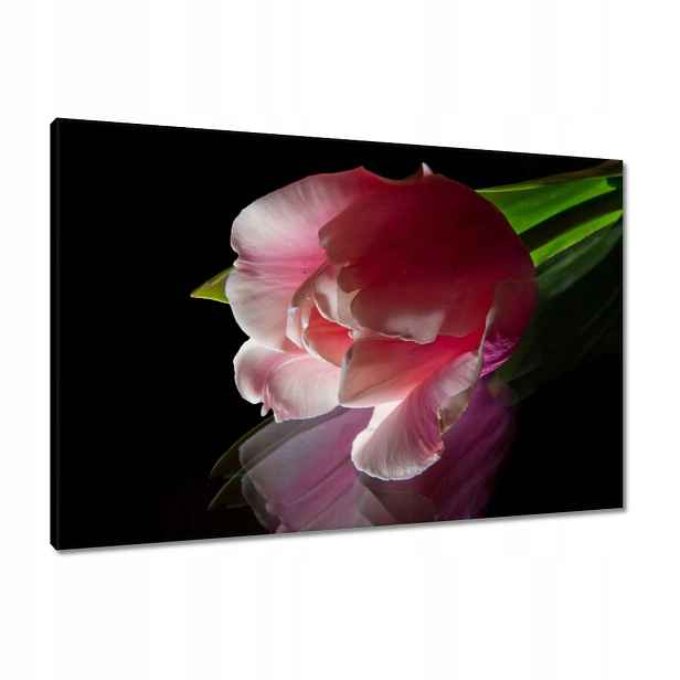Obrazy 90x60 Růžový květ Tulipán