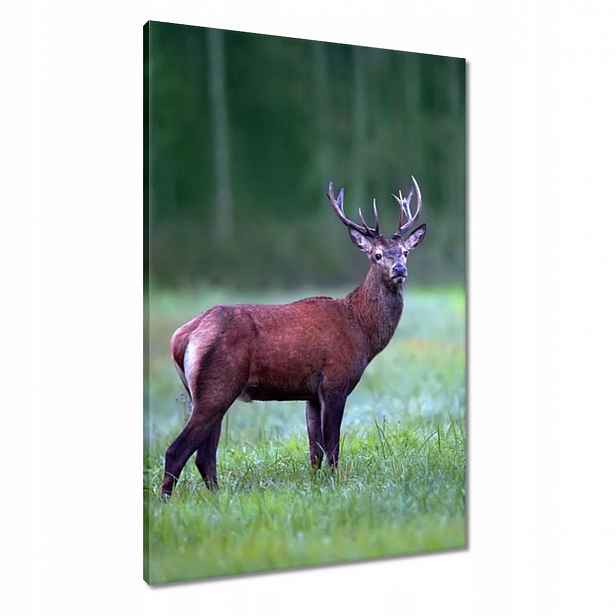 Obrazy 60x90 Jelen Jelení Les Krajina
